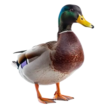 بطة